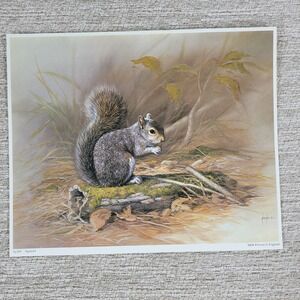 VTG Nance Squirrel Wildlife Art Print S&W Printed in England Q145 Rustic Decor